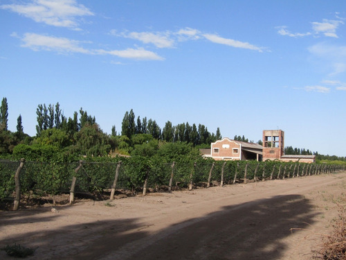 Imagen 1 de 7 de Vendo Exelente Finca Productiva Con Bodega Y Secadero En San Rafael Mendoza