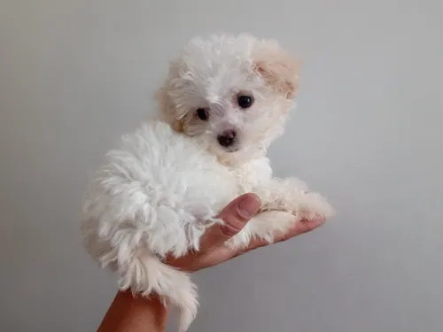 Ropa para perritas french poodle sales