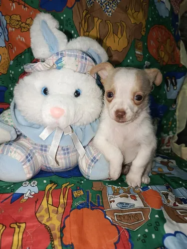 Hermosos Chihuahua Machos
