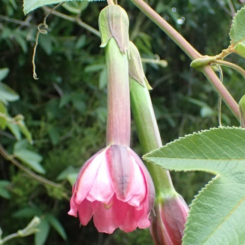 50 Semillas De Passiflora Tripartita