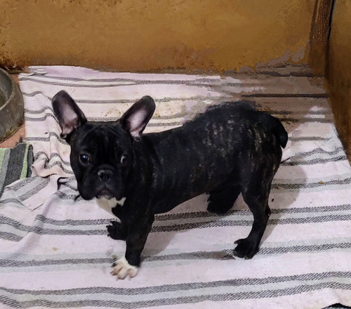 Cachorro Bulldog Francés Macho Negro