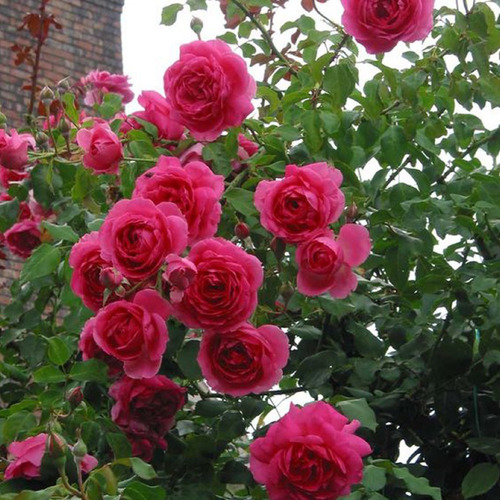 Rosal Trepador Ingles /rosas/plantas Parade