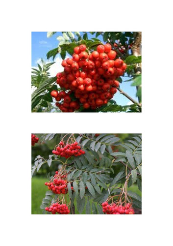 Sementes Fruta Cereja Tramazeira Sorbus Aucuparia Bonsai