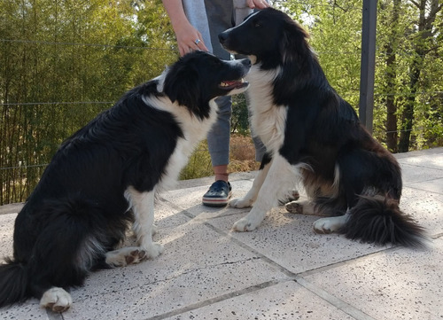 Imagen 3 de 10 de Cachorros Boder Collie