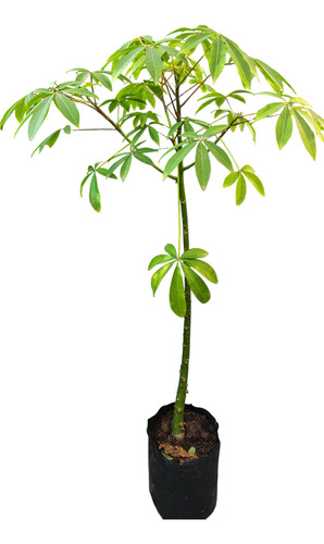 Árbol Palo Borracho Exótico Y Ornamental Para Jardín