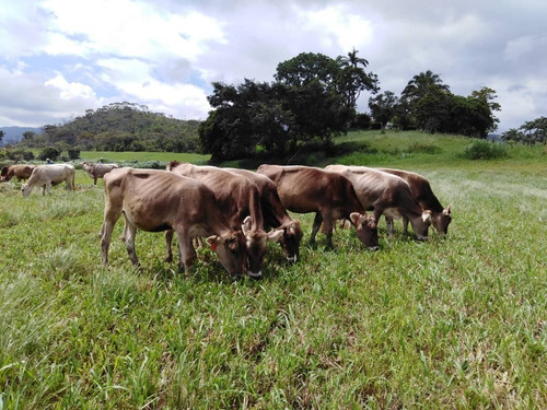Imagen 13 de 29 de Finca Ganadera Y Agricola En Venta En Bejuma, Edo Carabobo 04121994409