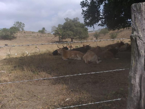 Rancho En Venta Boqueron