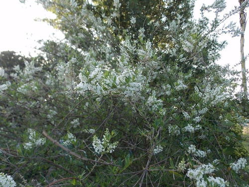 Alfazema Do Brasil  Erva Santa Aloysia Apicola  40 Sementes