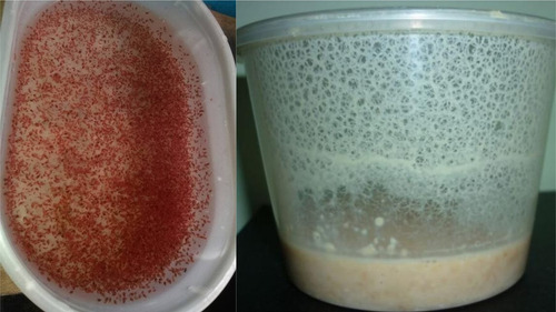 Alimento Vivo Para Peces Pulga De Agua , Gusano De La Avena
