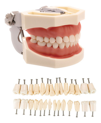 Modelo Dental Modelo De Dientes Modelo De Enseñanza De Encía