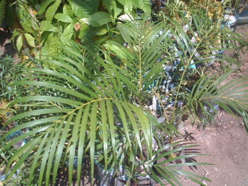 Palma Areca