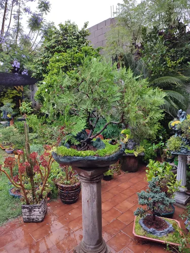 Bonsai Antiguo Pino Cipres. (Usado)