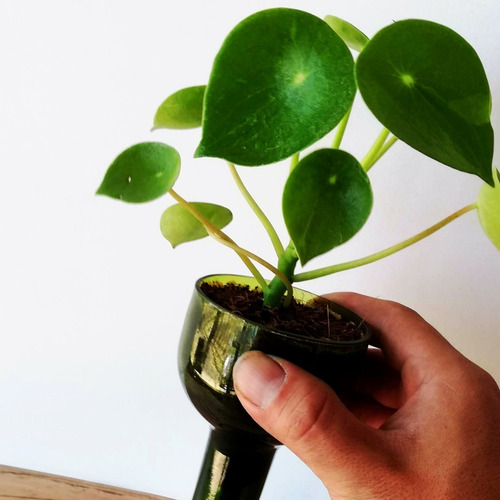 Imagen 8 de 10 de Cuchara Little Plant 15, Maceta Autorregante