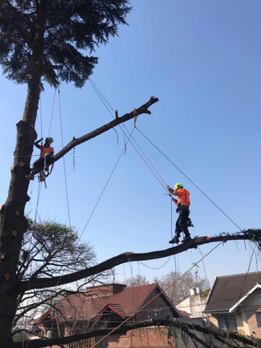 Imagen 5 de 5 de Poda En Altura Profesional (poda,tala De Arboles Y Palmeras)