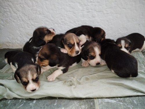 Perros Beagle Tricolor 