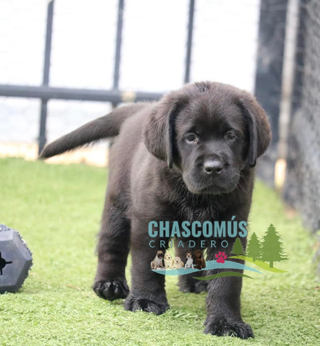 Labrador Negro Porte Superior Pureza Criadero Chascomús