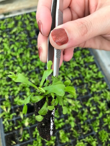 Imagen 1 de 4 de Charola Venus Atrapamoscas (100 Plantas) / Vitroplant