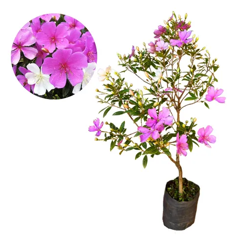 comprar Muda De Manacá Da Serra Anão Já Com Botões E Florindo