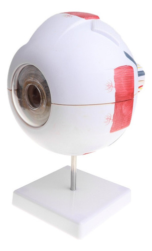 Exhibición De Modelo De Anatomía Del Ojo Humano De 15 Cm Alt