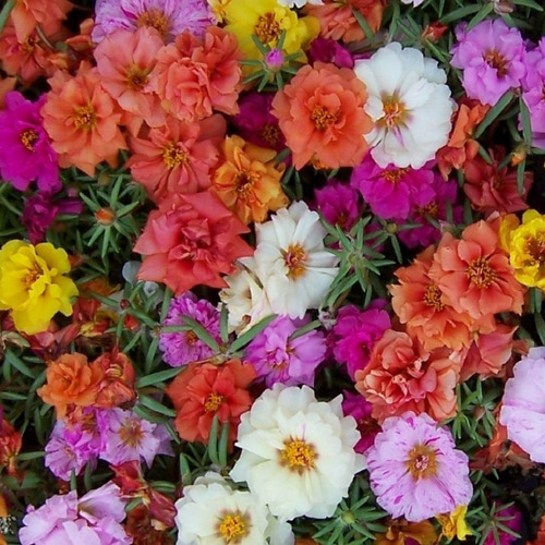 40 Semillas De Portulaca Doble Mix De Colores - Flor Premium
