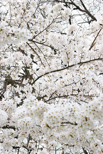 Vinilo Decorativo 20x30cm Flor De Cerezo Arbol M6