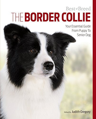 El Border Collie Su Guia Esencial De Cachorro A Perro Senior