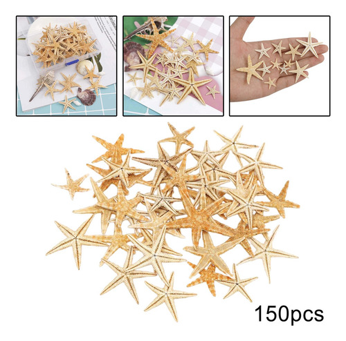 Natural,, Conchas Marinas,