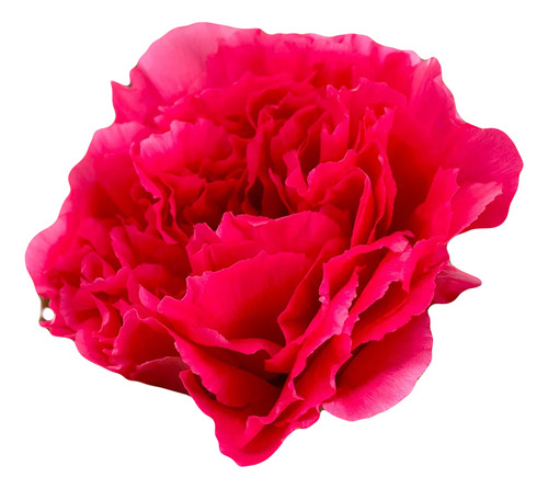 Peonia Arbórea Roja