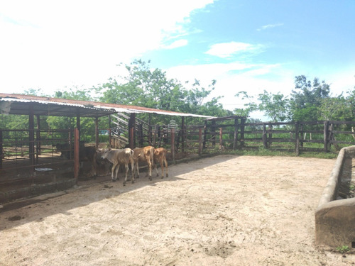 Imagen 5 de 17 de Finca En Venta Ubicada En San Jose De Sanare Estado Falcon.