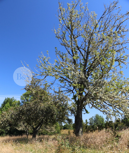 20950 - Campo En La Vara-alerce