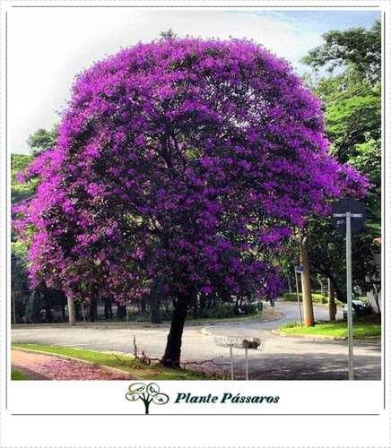 Kit 300 Sementes De Ipê + Jacarandá + Flamboyant P/ Mudas