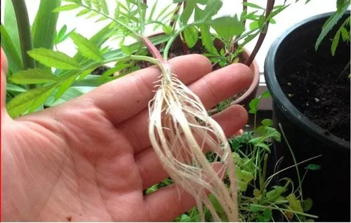 Magic Root 1 Kg Enraizador Fertilizante Arrancador Semillas