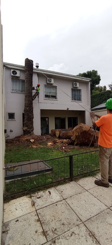 Poda De Arbol, Poda De Palmera,servicio De Poda, Zona Oeste