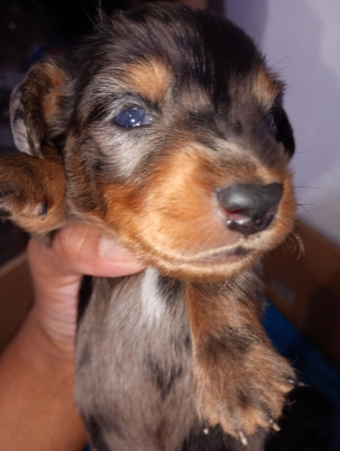 Cachorros Salchicha Dachshund Arlequín Plata.
