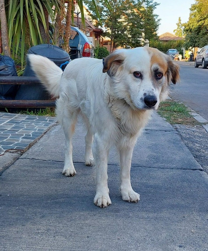 Perro Gran Pirineos