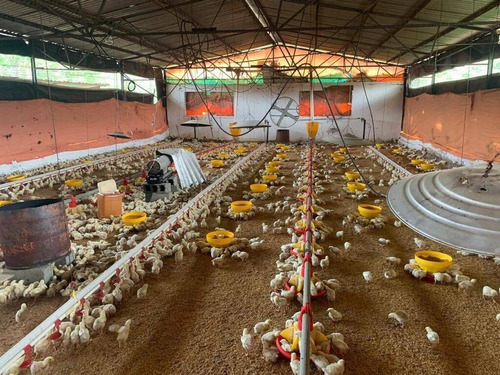 Imagen 7 de 15 de Rp Vende Finca Granja Avícola, Miranda, Estado Carabobo Rp 185.862