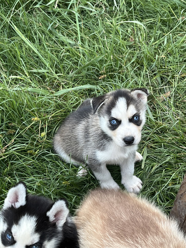 Siberianos Husky Negros Ojos Claros