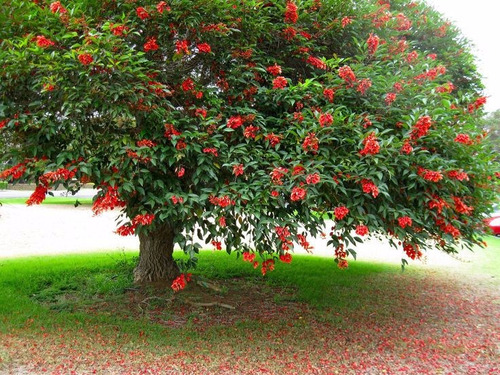 Plantin De Ceibo En Maceta  Lts Cultivo Orgánico | MercadoLibre