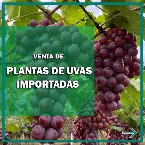 Plantas De Uvas