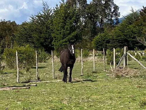 Venta Parcela En Puelo. (75308)