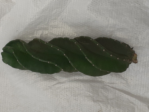 Estaca Cacto Parafuso