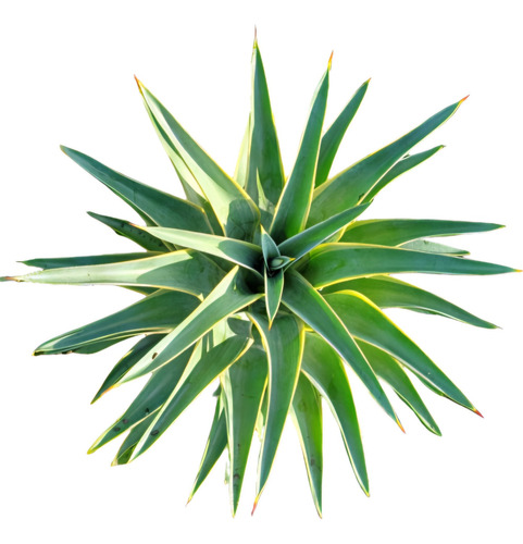 Agave Desmettiana Var. Marginata