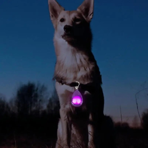 Colgante Resistente Al Desgaste Para Mascotas Con Luz Led