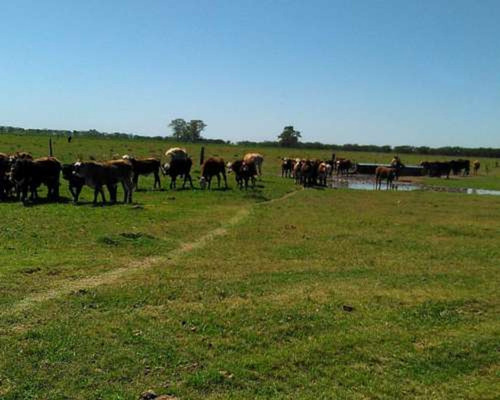 Imagen 2 de 2 de Alquiler Campo Ganadero En Candiotti