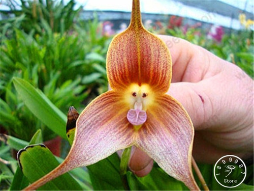 Orquidea Rara Cara De Mono  20 Semillas, Envio Gratis