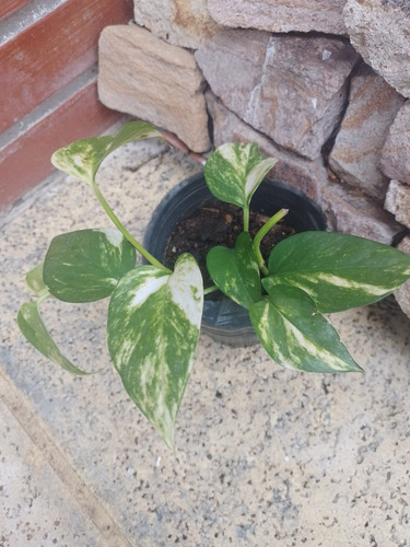 Plantas Interior Excelente Calidad.caba. Envíos En Caba
