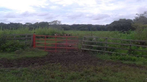 Imagen 4 de 11 de Finca De 600 Hectáreas En Arismendi
