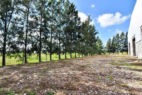 Alquiler O Venta Galpon 3000m2 Cañuelas A Estrenar