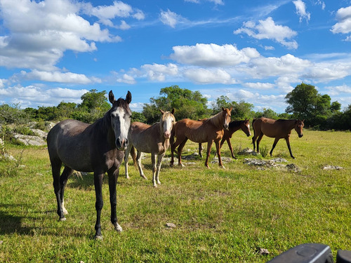 Venta Campo 1.075 Hectareas Sierras De Lavalleja