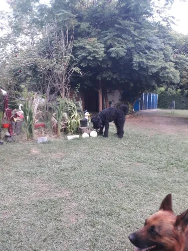 Adiestramiento Canino Y Pensionados